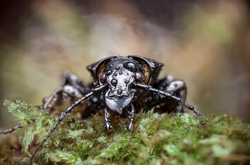 Lederlaufkäfer (Carabus coriaceus)