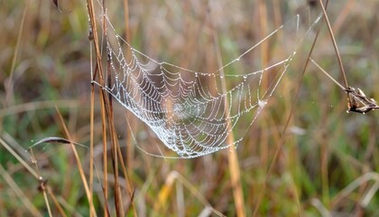 Dew droplets on spiderweb strung between dry grass stems in meadow at dawn