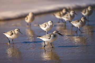 Sanderling oder auch Strandläufer (Calidris alba)