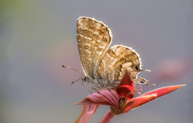 Pelargonien-Wanderbläuling (Cacyreus marshalli) auf Geranien-Blüte 22mm