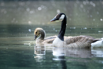 Schwimmende Harmonie - Kanadagans mit Küken im ruhigen Gewässer