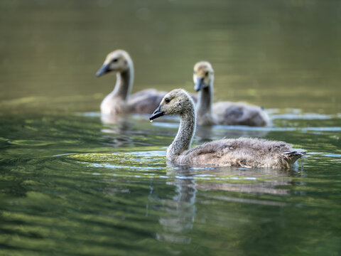 Junge Entdecker - Kanadagansk&uuml;ken auf stiller Wasserreise