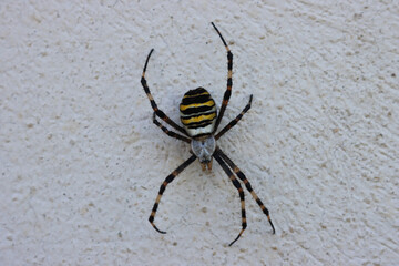 Close-up of Wasp spider on a white wall. Black and yellow striped Argiope bruennichi wasp spider 