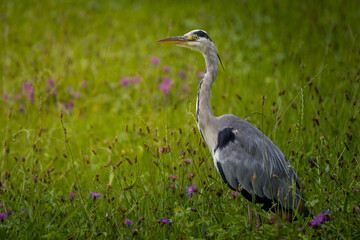 Der geduldige Gourmet - Graureiher (Ardea cinerea)
