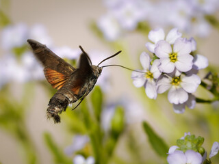  Taubenschwänzchen-Falter (Macroglossum stellatarum)
