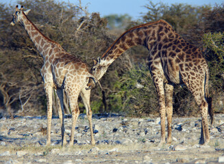 giraffe courting
