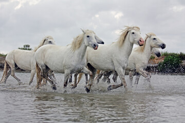 white horses running in the Camargue
