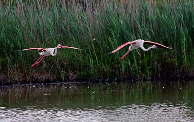 Obraz premium greater flamingo in flight