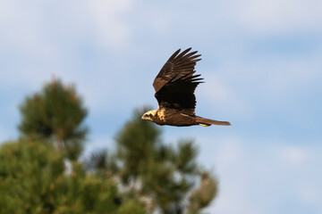 Obraz premium _DSC0597.NEF