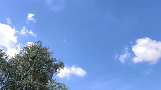 Very small butterfly with black and orange wings