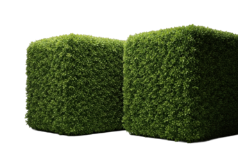 Two hyperrealistic emerald green hedge blocks, sculpted with crisp edges and dew-kissed leaves, in an isolated studio with dramatic chiaroscuro lighting, natural geometric perfection concept