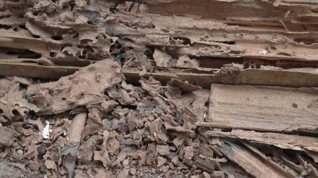 termite colonies eating damaged wood, video of termite nest