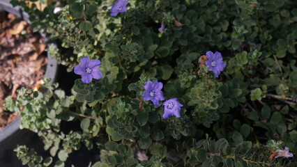 Cutie violet flowers, Dwarf Morning Glory, with its green leaves