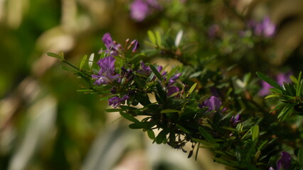 A branch of mini violet flowers and green leaves