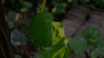 Close up of a cute leaf, Golden Pothos
