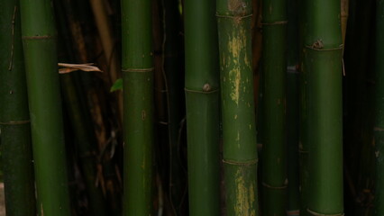 Obraz premium Close up of green bamboo