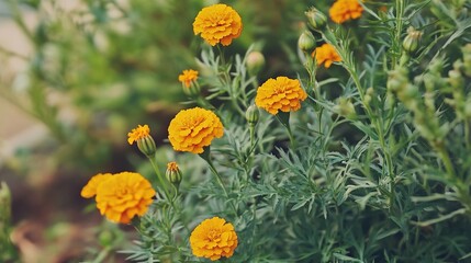 Marigold plant vector illustration with blooming yellow flowers, green leaves, and potted soil in isolated design. Ideal for gardening designs, botanical guides, educational materials.