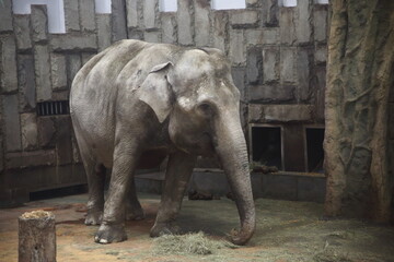 A portrait of an elephant in an enclosure at a zoo