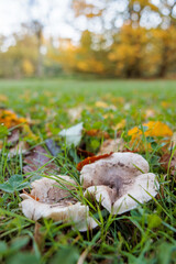 Champignon en forêt, symbole de la nature automnale