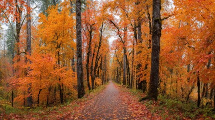 Obraz premium Pathway Through Vibrant Autumn Forest With Orange And Red Foliage. Serene Nature Walk In Fall Season