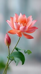 A detailed macro photograph captures a vibrant coral pink lotus flower bud and blooming blossom with dew drops against a softly blurred bokeh background in natural daylight