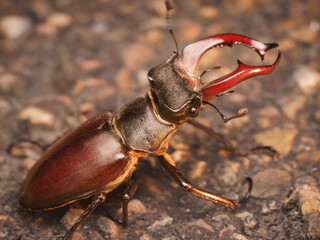 Hirschkäfer, stag beetle