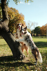 Two dogs - red merle Border Collie and red tricolor Australian Shepherd, standing by a tree in a sunny autumn park, looking curious and playful