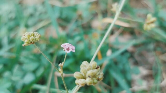 Macro View of Boerhavia Diffusa Flower Buds and Bloom Detail