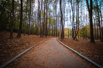Serene autumn forest path invites peaceful exploration amidst fallen leaves and towering trees, a perfect scene for nature lovers seeking tranquility and scenic beauty.