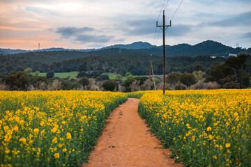 Golden canola field path leads to rolling hills under a dramatic twilight sky, evoking peace and...