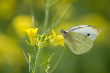 Kleinen Kohlweißling (Pieris rapae) auf Acker-Schmalwand