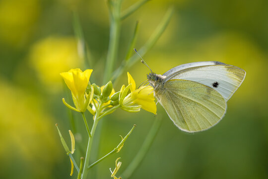 Kleinen Kohlwei&szlig;ling (Pieris rapae) auf Acker-Schmalwand