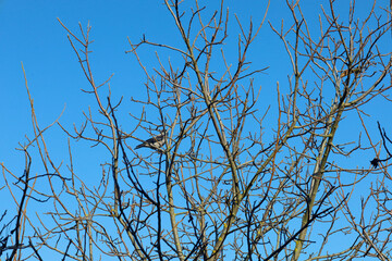 ​A crisp image of a bare tree silhouette with tangled branches against a vibrant blue sky, featuring a small bird perched in the center of the composition.