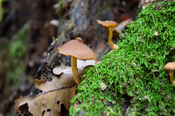 A cluster of small mushrooms with brown-orange caps and thin stems is growing on a mossy trunk or stump, demonstrating a contrast with the bright green moss.