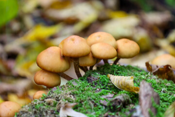 A cluster of small orange mushrooms with dense, rounded caps is growing on a mossy log amidst fallen leaves, creating a rich composition of contrasting colors.
