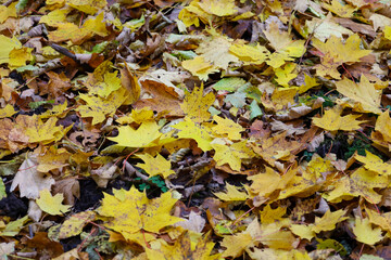 An abundant, variegated carpet of fallen maple and other leaves in saturated yellow and brown colors completely covers the forest floor.