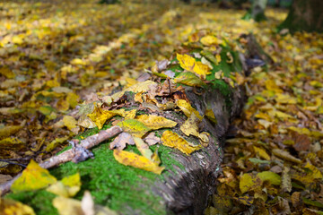 A fallen log covered in green moss lies on the forest floor, surrounded by a dense carpet of bright yellow autumn leaves.