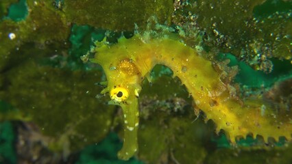 jellyfish in the water