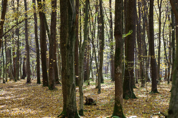 Sunlight filters through the dense, yet thinning, canopy of an autumn forest, illuminating a carpet of golden fallen leaves on the ground and the vertical tree trunks.