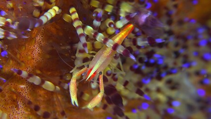 close up of fish