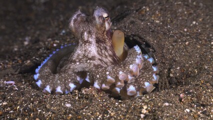 octopus on the beach