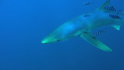 great blue shark