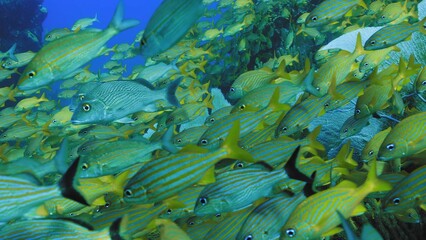 tropical fish in aquarium