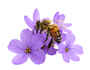 A bee rests on delicate, purple flowers. The background is black, accentuating the insect and blooms