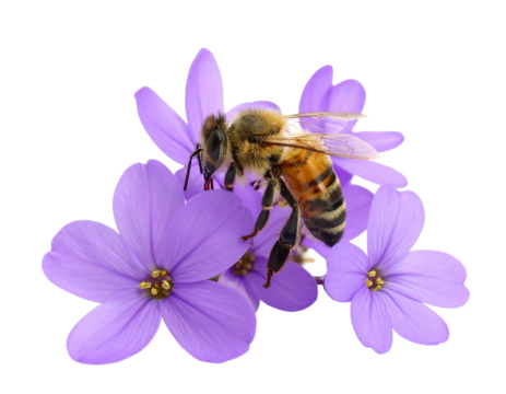 A bee rests on delicate, purple flowers. The background is black, accentuating the insect and blooms