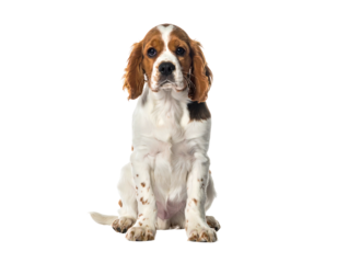 A cute young dog sits, facing forward with kind eyes; white fur with brown patches against a black background