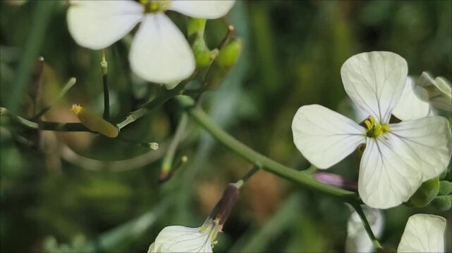 White flowers with four white petals withstand the strong wind