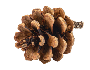 A pinecone sits atop a branch, brown scales layered, isolated on a black background. Close-up shot details texture