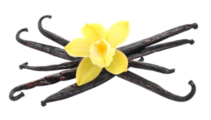 Yellow bloom atop vanilla pods, black backdrop. Cross-laid & textured, evokes a natural, aromatic essence
