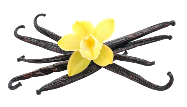 Yellow bloom atop vanilla pods, black backdrop. Cross-laid & textured, evokes a natural, aromatic essence